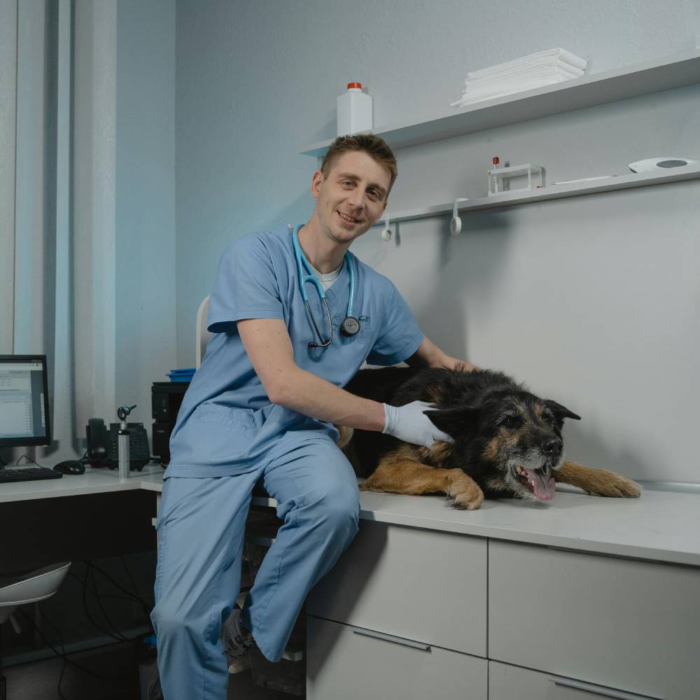 Illustration for hip dysplasia in dogs — BreedRisk vet-reviewed health guide