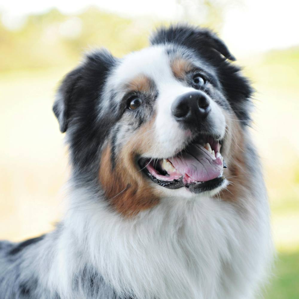 Australian Shepherd dog breed photo
