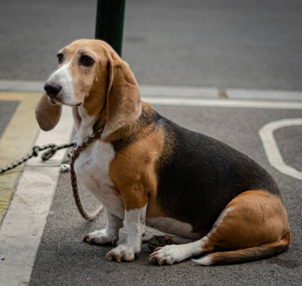 Basset Hound — breed health profile