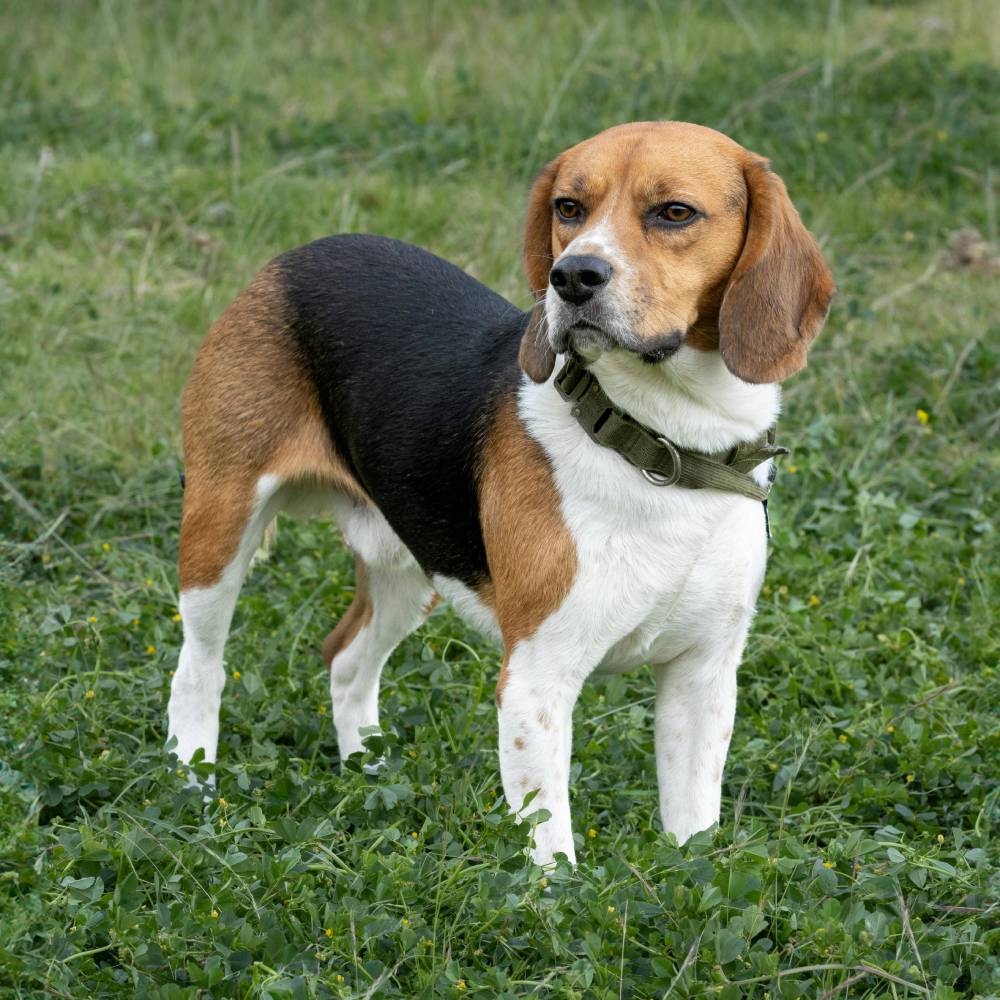 Beagle