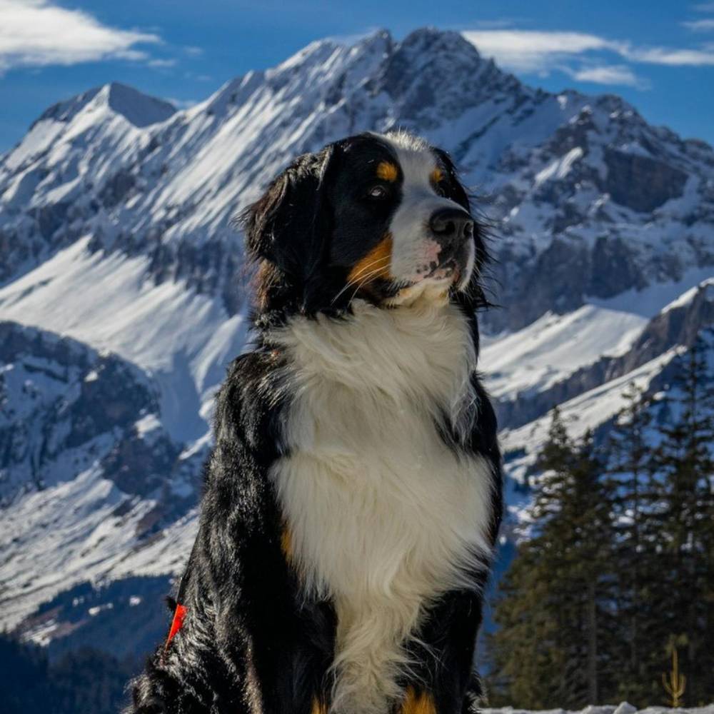 Bernese Mountain Dog — breed health profile