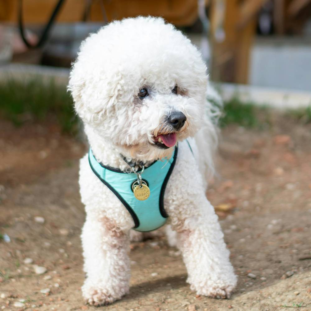 Bichon Frise