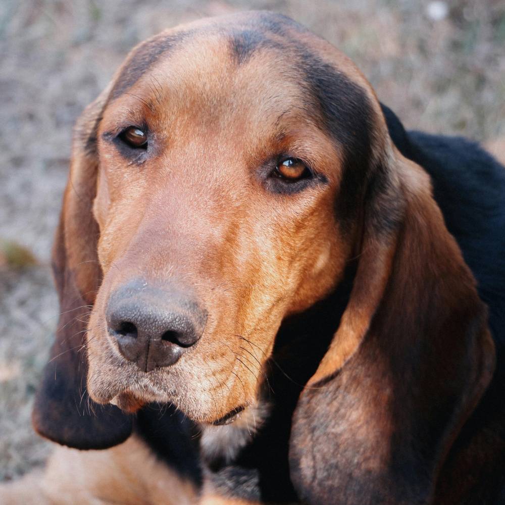 Bloodhound