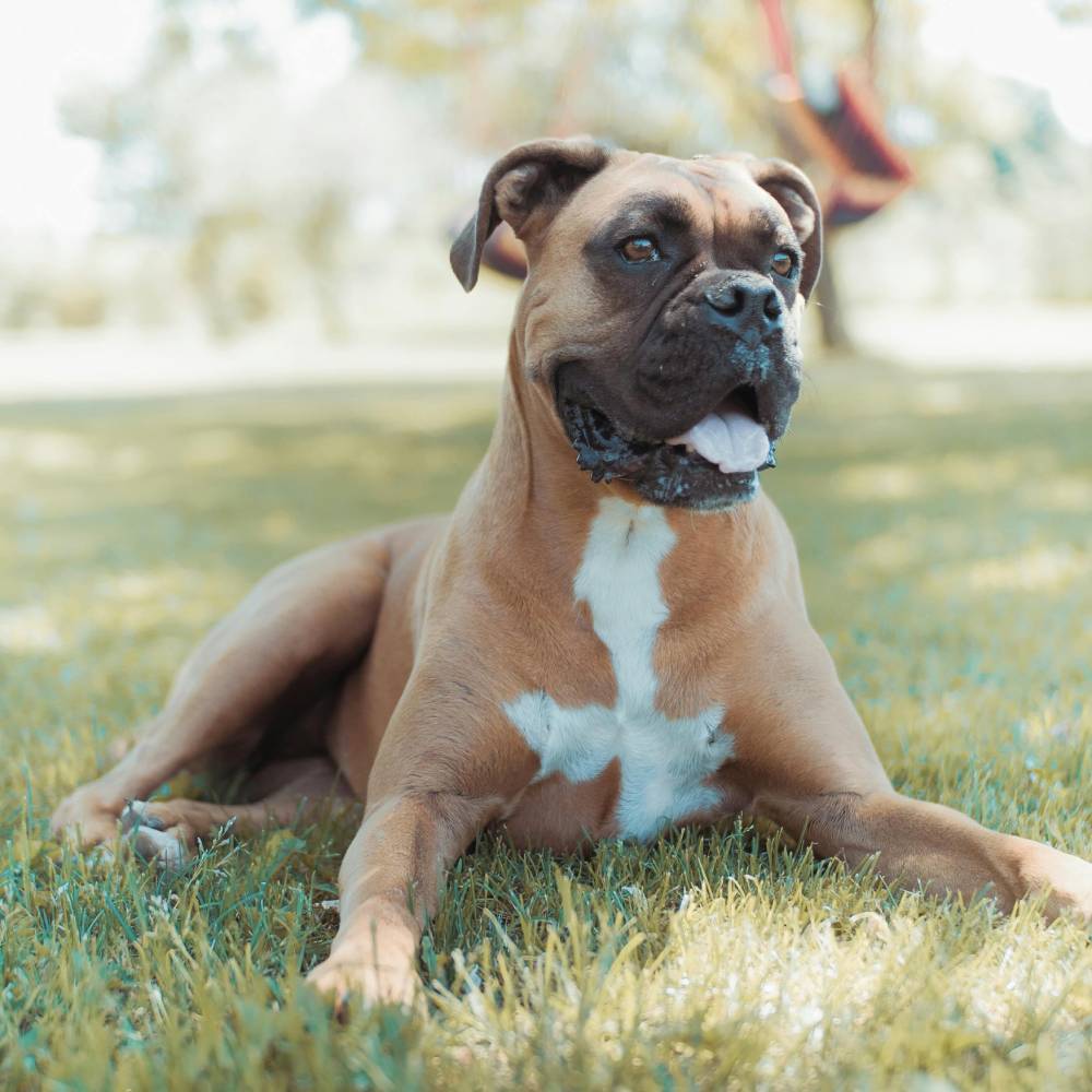 Boxer — breed health profile
