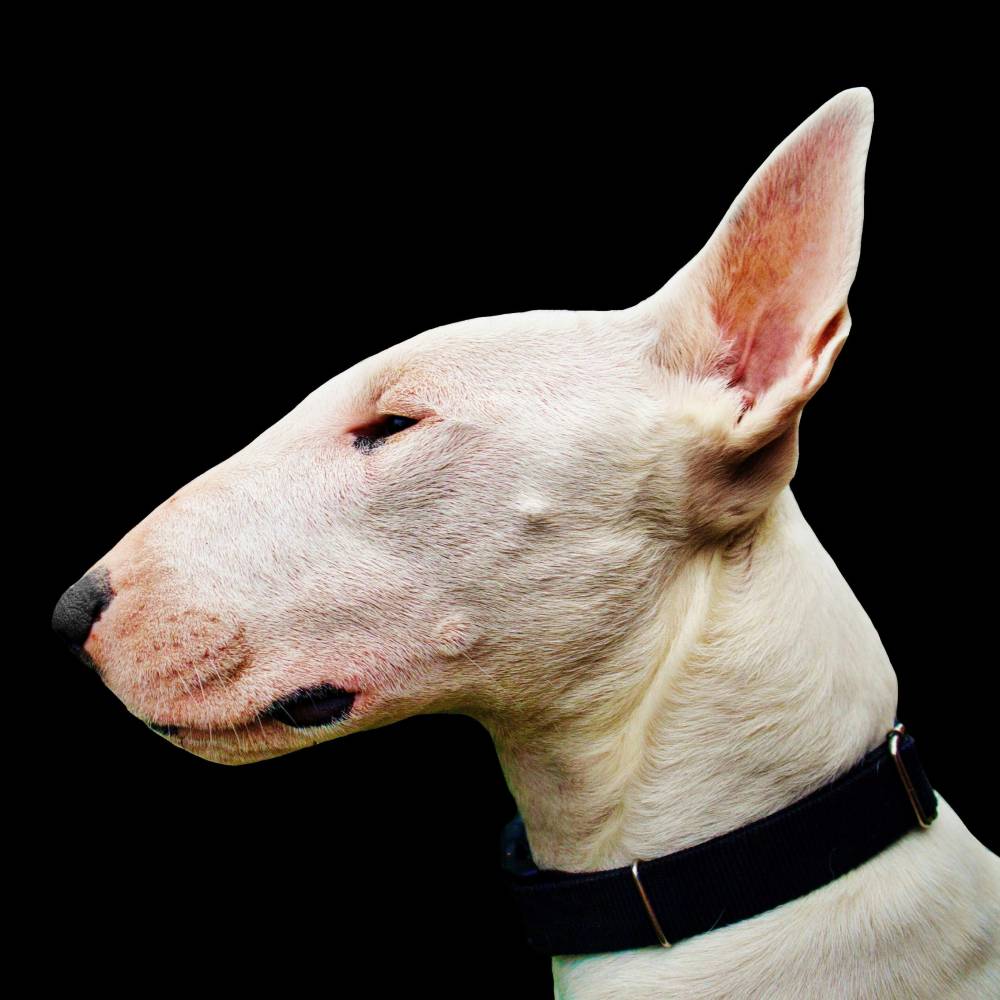 Bull Terrier
