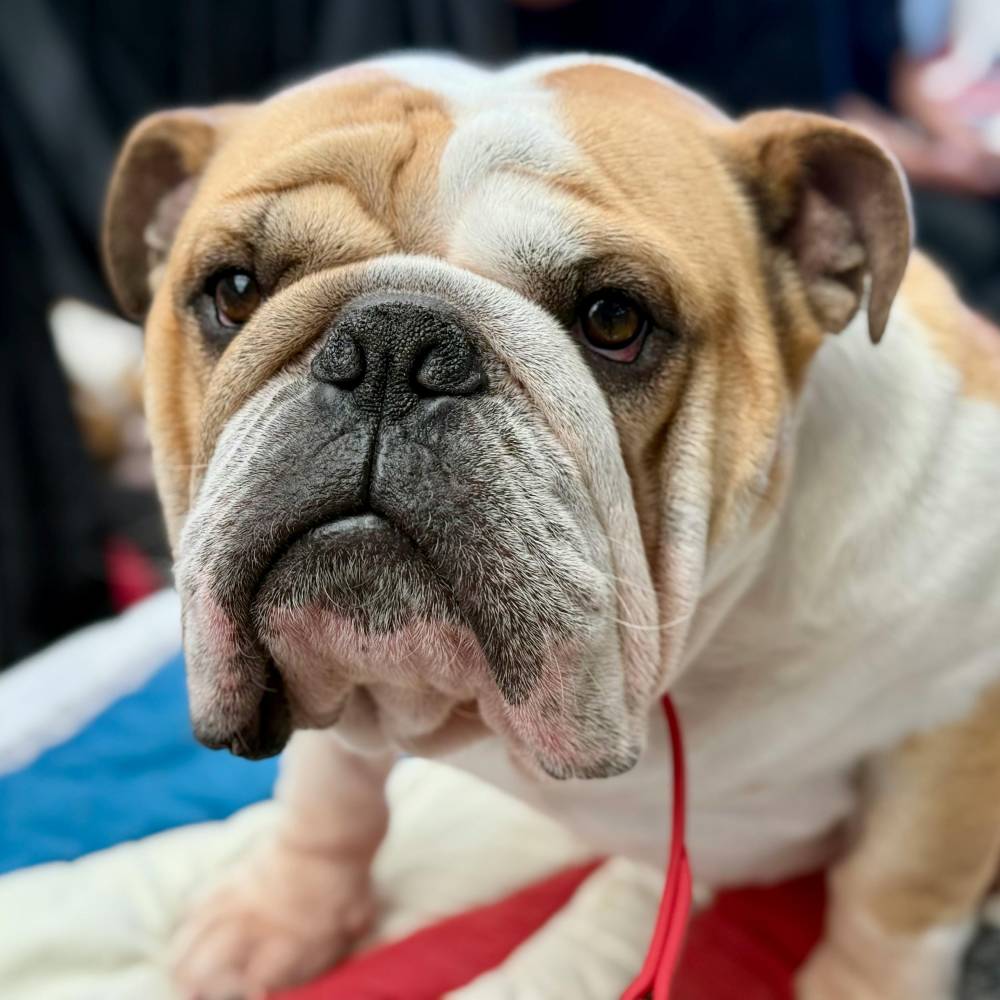 Bulldog