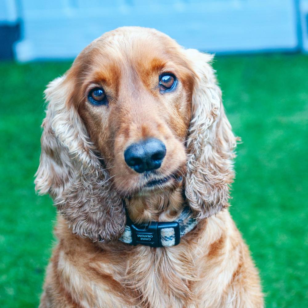 Cocker Spaniel — breed health profile