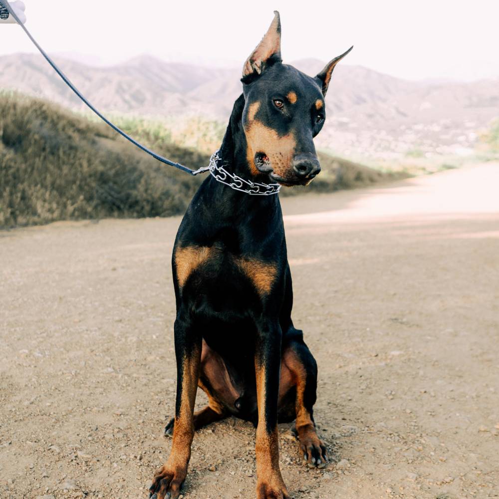 Doberman Pinscher — breed health profile