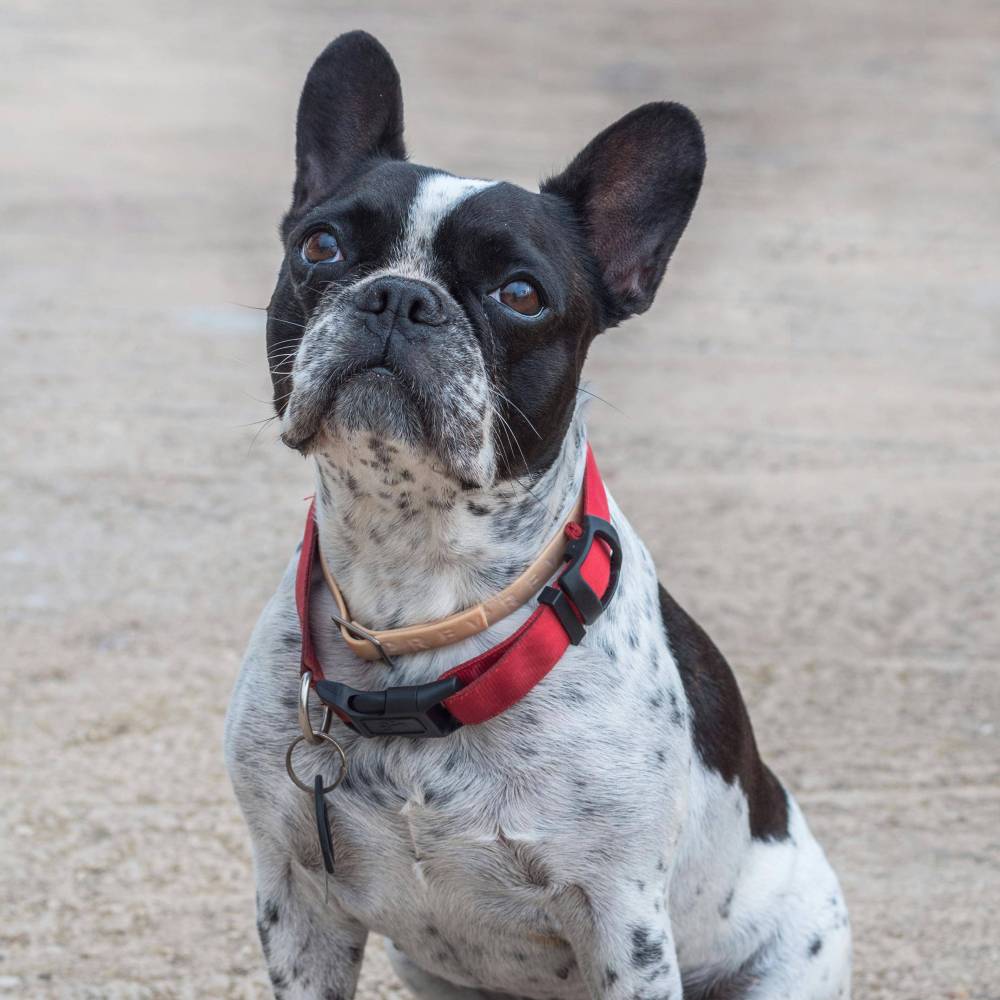 French Bulldog