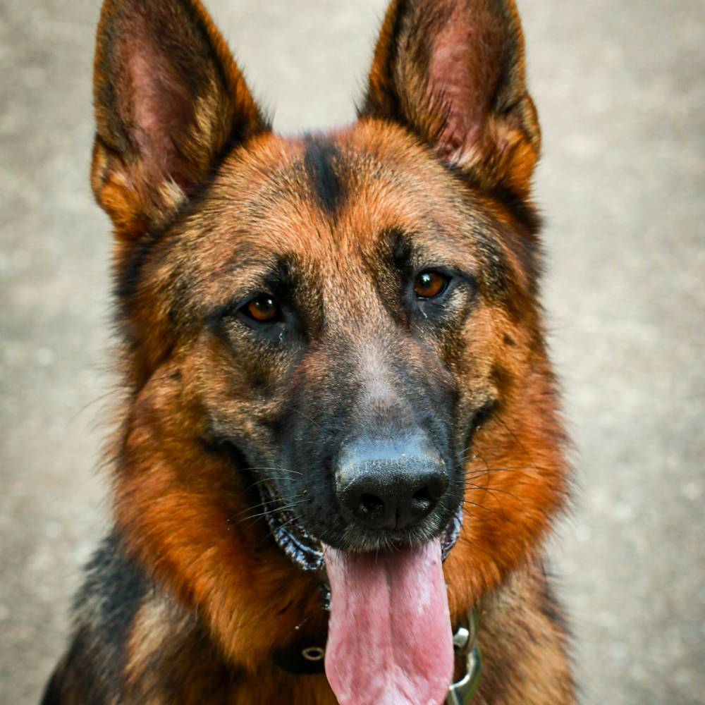 German Shepherd