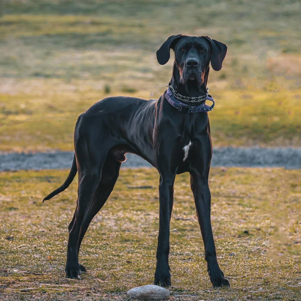 Great Dane — breed health profile