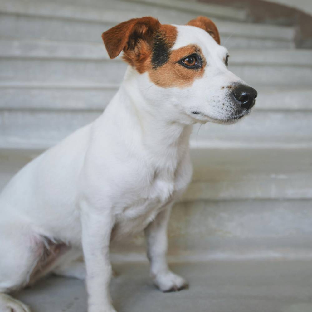 Jack Russell Terrier dog breed photo