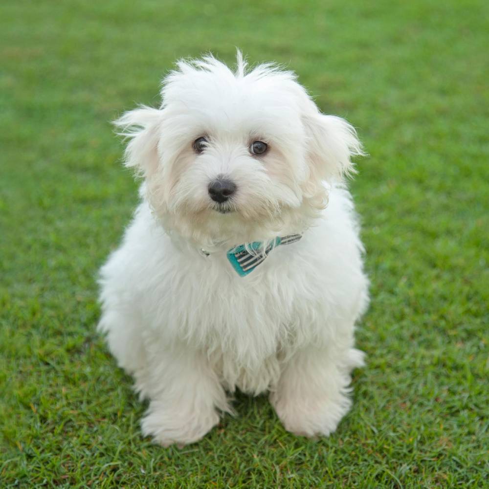 Maltese — breed health profile