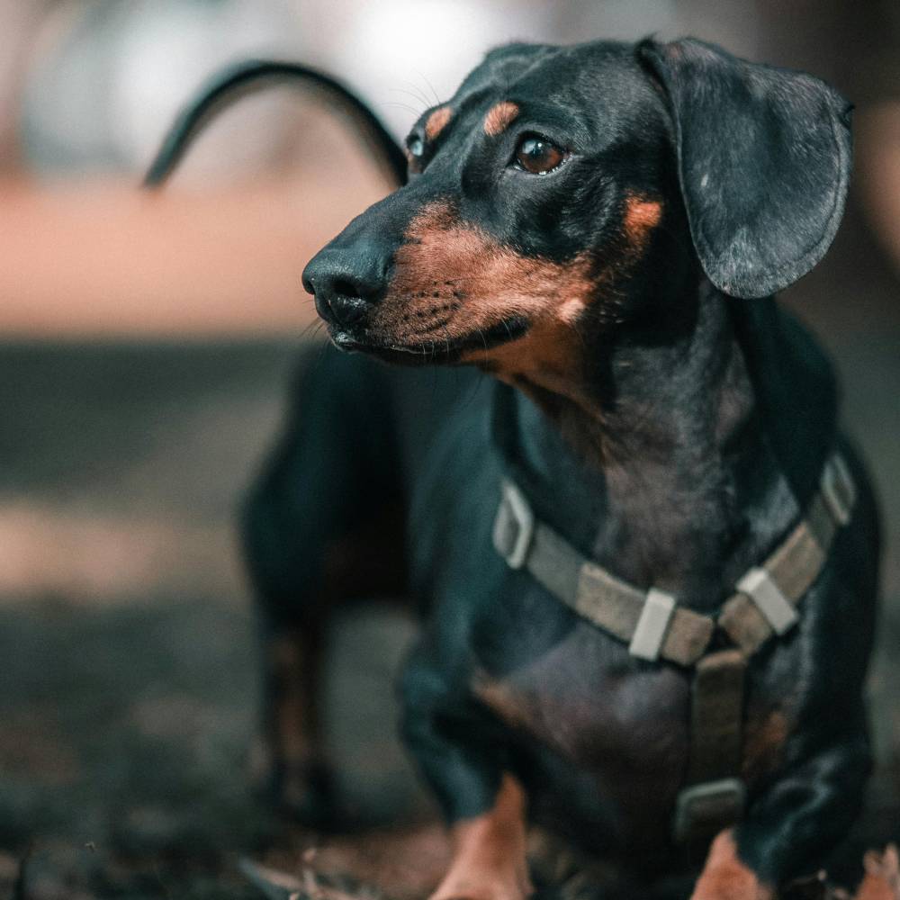 Miniature Dachshund — breed health profile