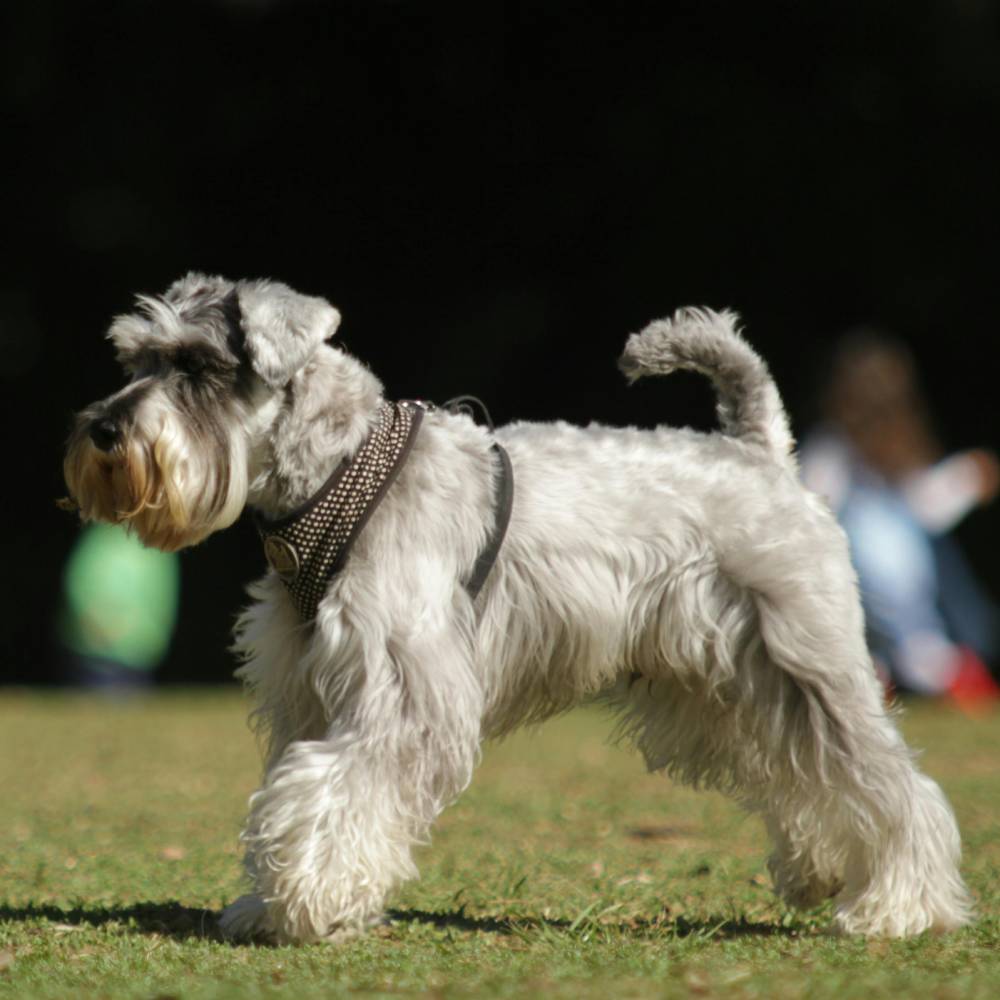 Miniature Schnauzer dog breed photo