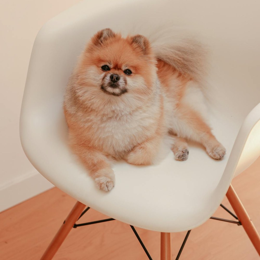 Pomeranian