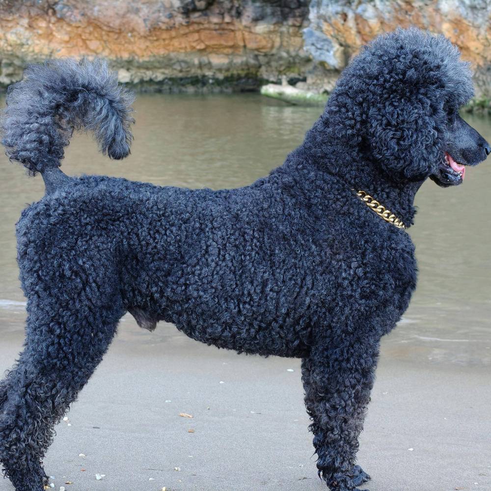 Poodle (Standard)