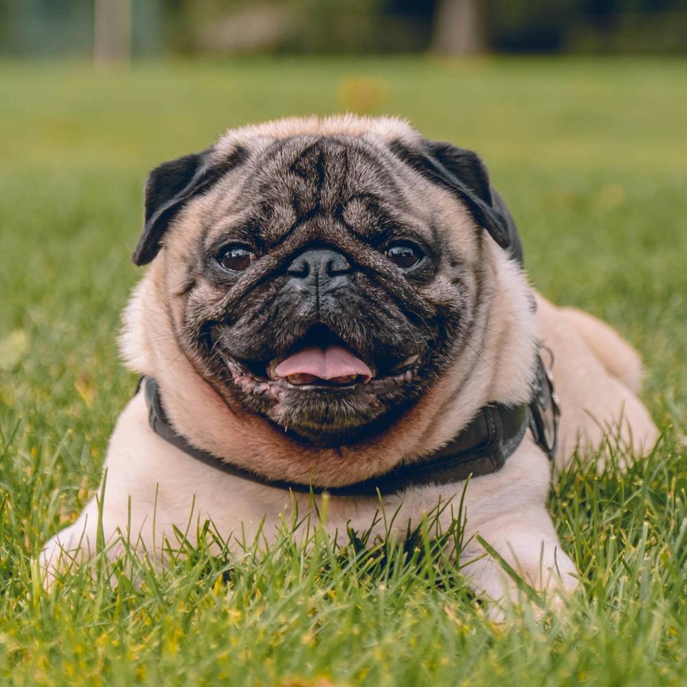 Pug dog breed photo