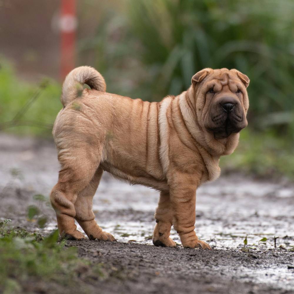 Shar Pei dog — breed health profile
