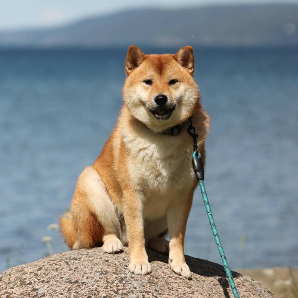 Shiba Inu