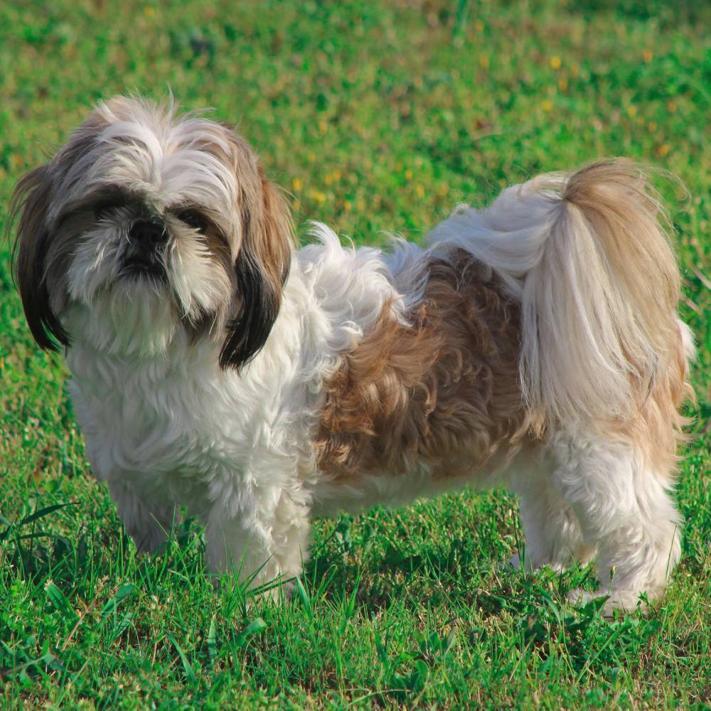 Shih Tzu — breed health profile