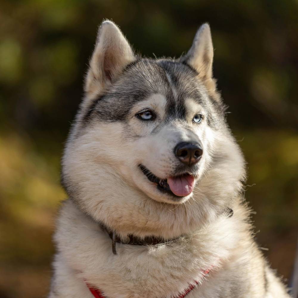 Siberian Husky — breed health profile