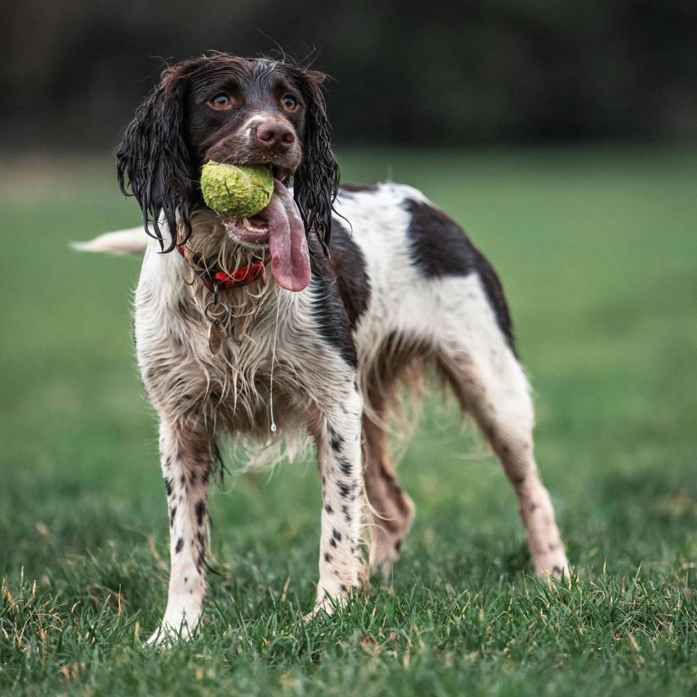 English Springer Spaniel dog breed photo