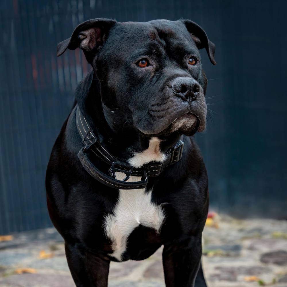 Staffordshire Bull Terrier dog breed photo
