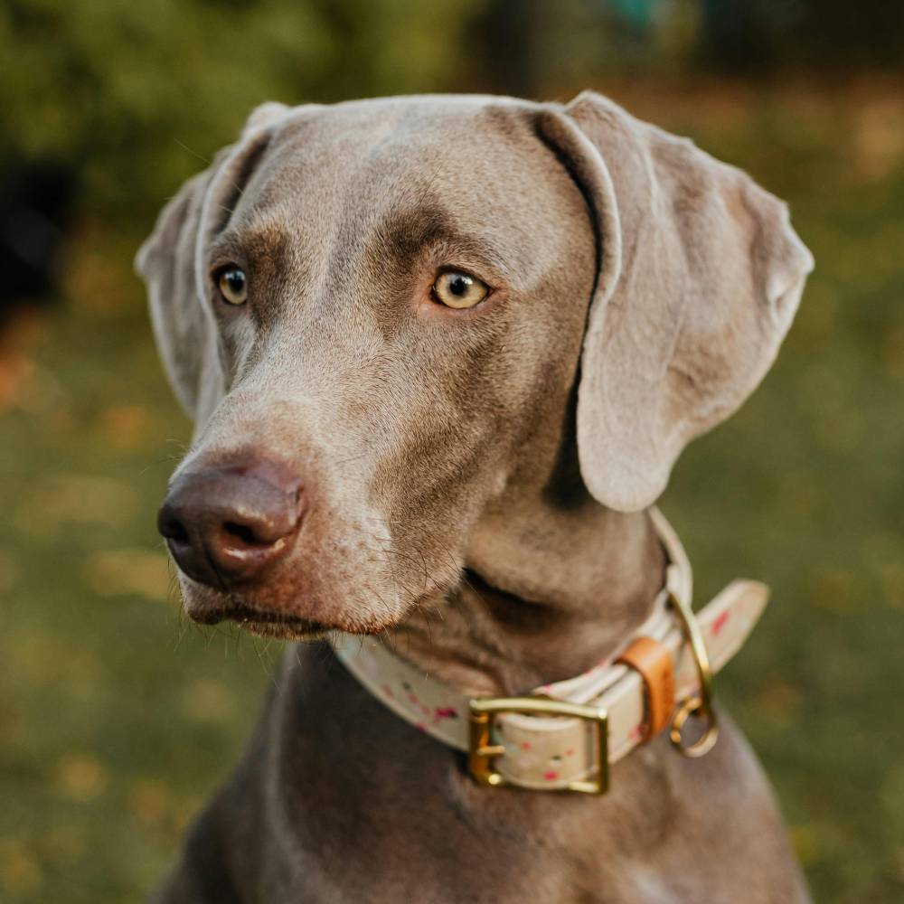 Weimaraner dog breed photo