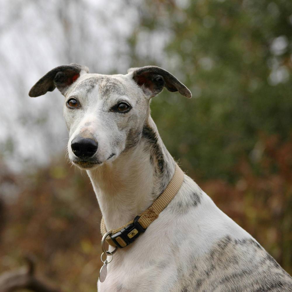 Whippet dog breed photo